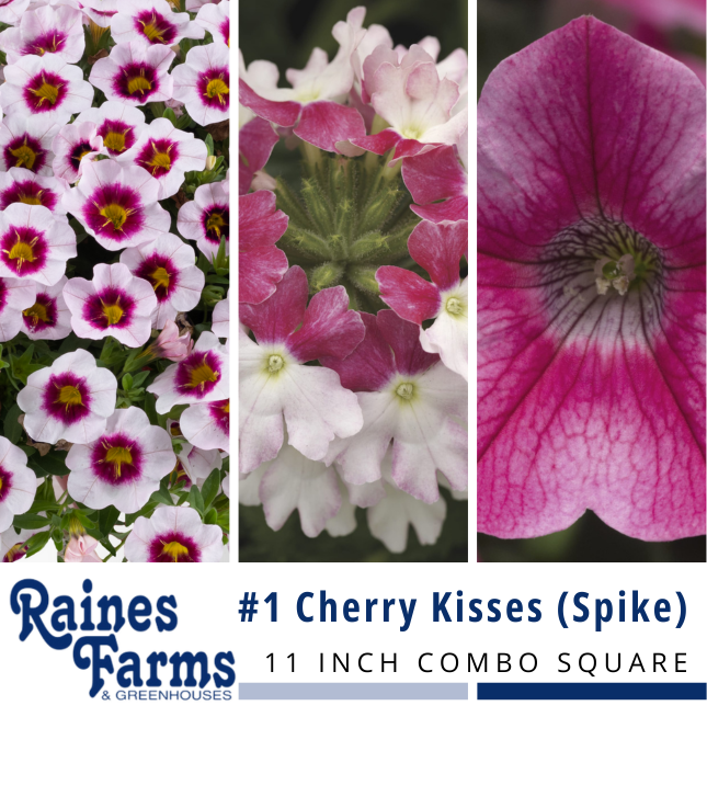 #1: Cherry Kisses (Spike) 11 Inch Combo Square